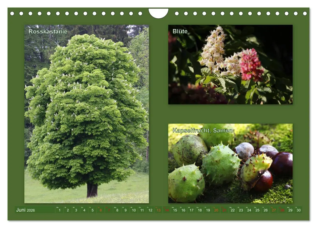 Bild: 9783457907214 | Faszinierende Bäume (Wandkalender 2026 DIN A4 quer), CALVENDO...